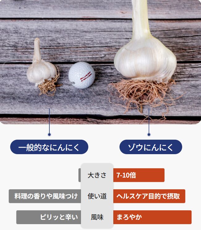 通常のにんにくとゾウにんにくの大きさ比較写真