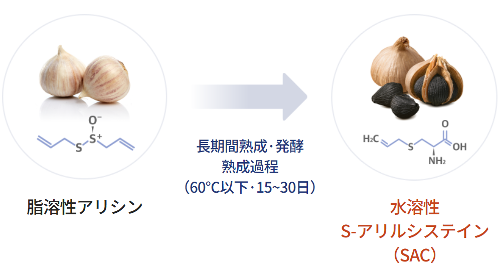 にんにくが熟成されて黒にんにくになる工程のイメージ