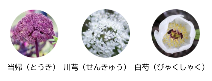 当帰(とうき)・川芎(せんきゅう)・白芍(びゃくしゃく)のイメージ